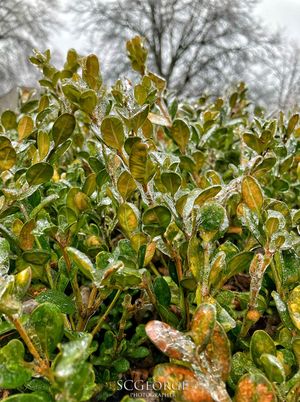 (Untitled)